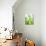 Green Pears-Maja Smend-Photographic Print displayed on a wall