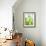 Green Pears-Maja Smend-Framed Photographic Print displayed on a wall