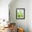 Green Pears-Maja Smend-Framed Photographic Print displayed on a wall