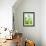 Green Pears-Maja Smend-Framed Photographic Print displayed on a wall