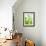 Green Pears-Maja Smend-Framed Photographic Print displayed on a wall