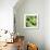 Green Peppers-Stacy Bass-Giclee Print displayed on a wall