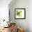 Green Petals-Jan Weiss-Framed Art Print displayed on a wall