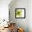 Green Petals-Jan Weiss-Framed Stretched Canvas displayed on a wall