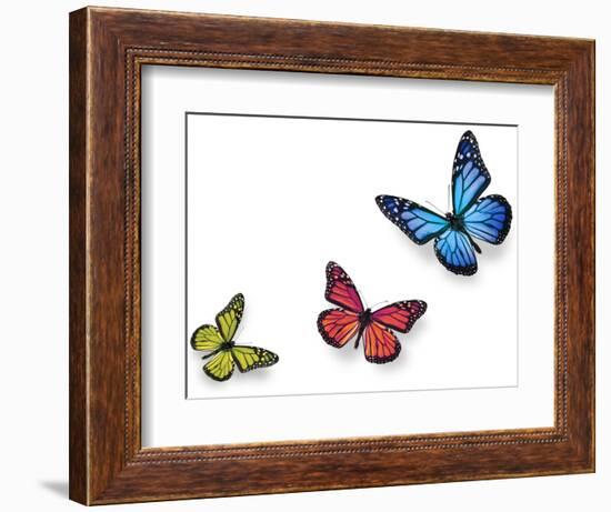 Green Pink And Blue Butterflies Isolated On White With Soft Shadow Beneath Each-Ambient Ideas-Framed Photographic Print