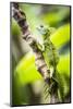 Green Plumed Basilisk Lizard (Basiliscus plumifrons), Boca Tapada, Alajuela Province, Costa Rica-Matthew Williams-Ellis-Mounted Photographic Print