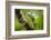 Green Plumed Basilisk Lizard (Basiliscus plumifrons), Boca Tapada, Alajuela Province, Costa Rica-Matthew Williams-Ellis-Framed Photographic Print