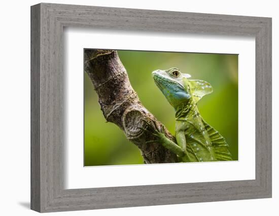 Green Plumed Basilisk Lizard (Basiliscus plumifrons), Boca Tapada, Alajuela Province, Costa Rica-Matthew Williams-Ellis-Framed Photographic Print