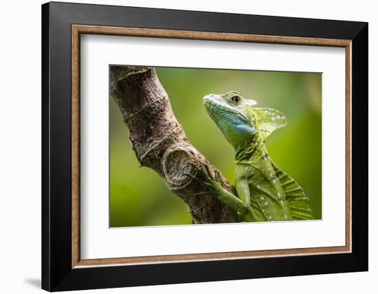 Green Plumed Basilisk Lizard (Basiliscus plumifrons), Boca Tapada, Alajuela Province, Costa Rica-Matthew Williams-Ellis-Framed Photographic Print