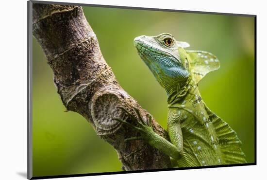 Green Plumed Basilisk Lizard (Basiliscus plumifrons), Boca Tapada, Alajuela Province, Costa Rica-Matthew Williams-Ellis-Mounted Photographic Print