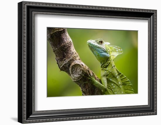 Green Plumed Basilisk Lizard (Basiliscus plumifrons), Boca Tapada, Alajuela Province, Costa Rica-Matthew Williams-Ellis-Framed Photographic Print