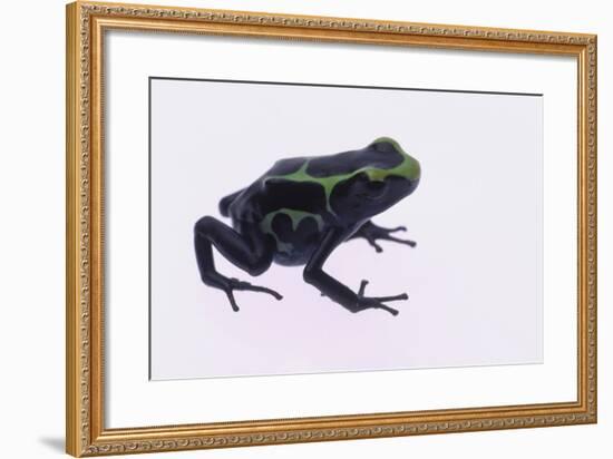 Green Poison Arrow Frog-DLILLC-Framed Photographic Print