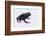 Green Poison Arrow Frog-DLILLC-Framed Photographic Print