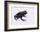 Green Poison Arrow Frog-DLILLC-Framed Photographic Print