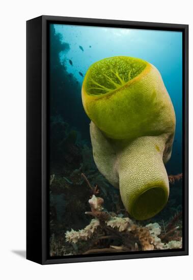 Green Reef Tunicate or Sea Squirt (Didemnum Molle), Alam Batu, Bali, Indonesia-Reinhard Dirscherl-Framed Premier Image Canvas