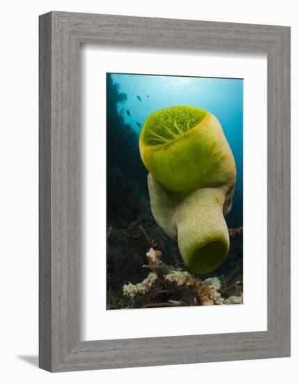 Green Reef Tunicate or Sea Squirt (Didemnum Molle), Alam Batu, Bali, Indonesia-Reinhard Dirscherl-Framed Photographic Print