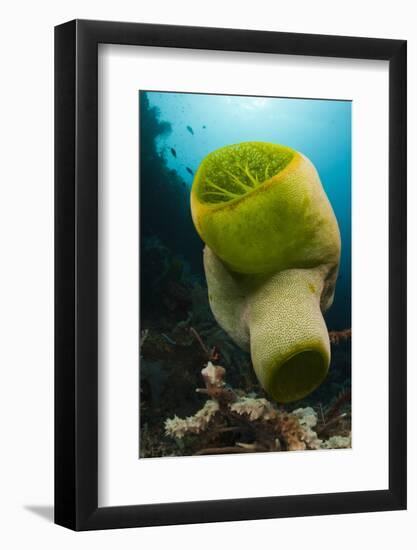 Green Reef Tunicate or Sea Squirt (Didemnum Molle), Alam Batu, Bali, Indonesia-Reinhard Dirscherl-Framed Photographic Print