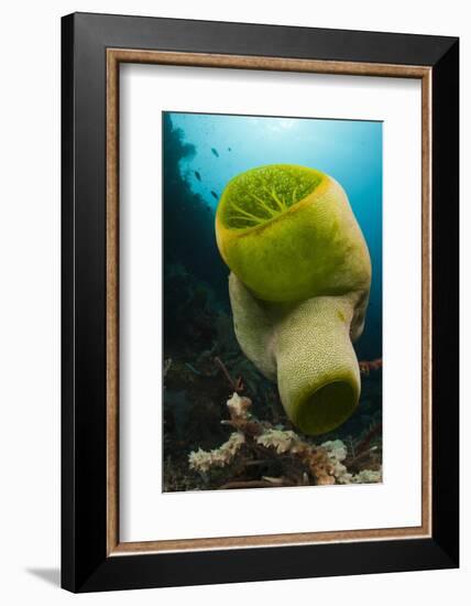 Green Reef Tunicate or Sea Squirt (Didemnum Molle), Alam Batu, Bali, Indonesia-Reinhard Dirscherl-Framed Photographic Print