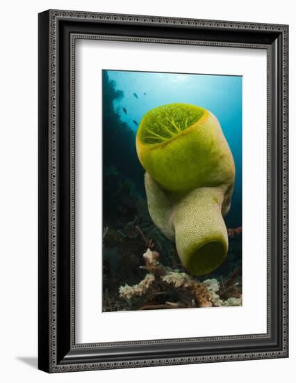 Green Reef Tunicate or Sea Squirt (Didemnum Molle), Alam Batu, Bali, Indonesia-Reinhard Dirscherl-Framed Photographic Print