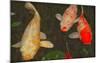 Green Rock Japanese Koi I-erichan-Mounted Giclee Print