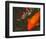 Green Rock Japanese Koi II-erichan-Framed Giclee Print