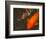 Green Rock Japanese Koi II-erichan-Framed Giclee Print