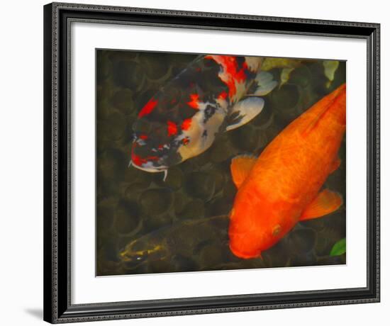 Green Rock Japanese Koi II-erichan-Framed Giclee Print