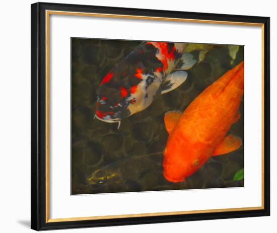 Green Rock Japanese Koi II-erichan-Framed Giclee Print