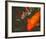 Green Rock Japanese Koi II-erichan-Framed Giclee Print