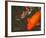 Green Rock Japanese Koi II-erichan-Framed Giclee Print