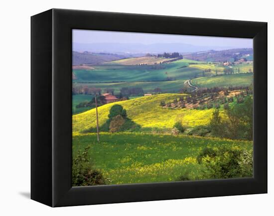 Green Rolling Hills and Spotted Yellow Mustard Flowers, Tuscany, Italy-Janis Miglavs-Framed Premier Image Canvas