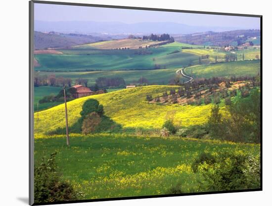 Green Rolling Hills and Spotted Yellow Mustard Flowers, Tuscany, Italy-Janis Miglavs-Mounted Photographic Print