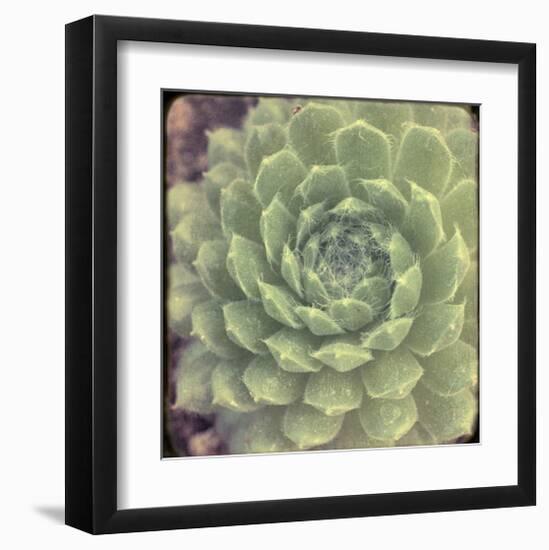 Green Rose I-Judy Stalus-Framed Art Print