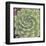 Green Rose I-Judy Stalus-Framed Art Print