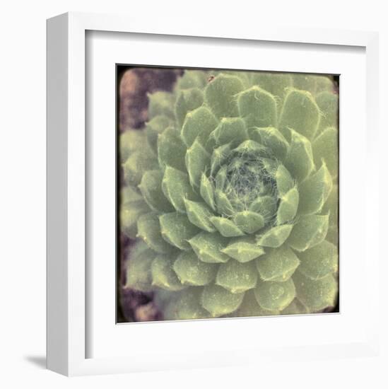 Green Rose I-Judy Stalus-Framed Art Print