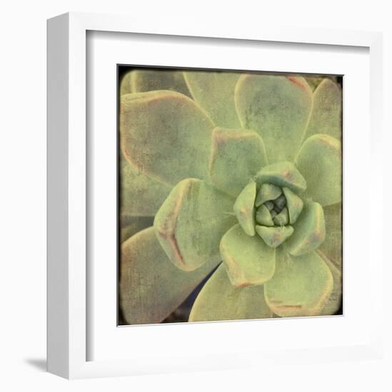 Green Rose II-Judy Stalus-Framed Art Print