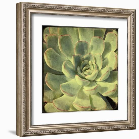 Green Rose III-Judy Stalus-Framed Art Print