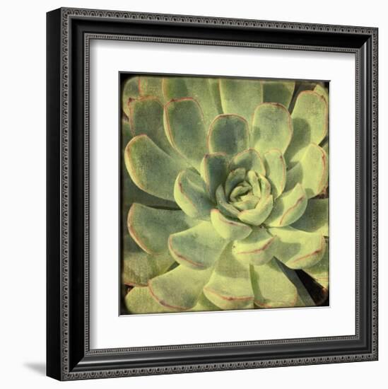 Green Rose III-Judy Stalus-Framed Art Print