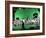 Green Screen-Barry Kite-Framed Art Print