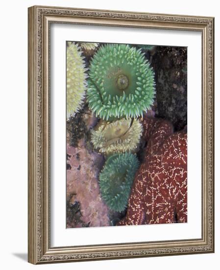 Green Sea Anemones and Sea Star on Rialto Beach, Olympic National Park, Washington, USA-null-Framed Photographic Print