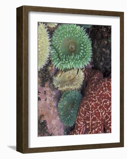 Green Sea Anemones and Sea Star on Rialto Beach, Olympic National Park, Washington, USA-null-Framed Photographic Print