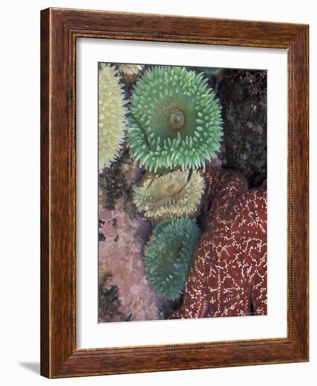 Green Sea Anemones and Sea Star on Rialto Beach, Olympic National Park, Washington, USA-null-Framed Photographic Print