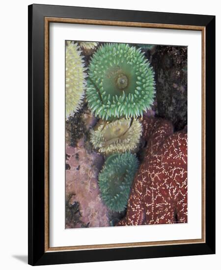 Green Sea Anemones and Sea Star on Rialto Beach, Olympic National Park, Washington, USA-null-Framed Photographic Print