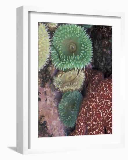 Green Sea Anemones and Sea Star on Rialto Beach, Olympic National Park, Washington, USA-null-Framed Photographic Print