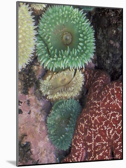 Green Sea Anemones and Sea Star on Rialto Beach, Olympic National Park, Washington, USA-null-Mounted Photographic Print