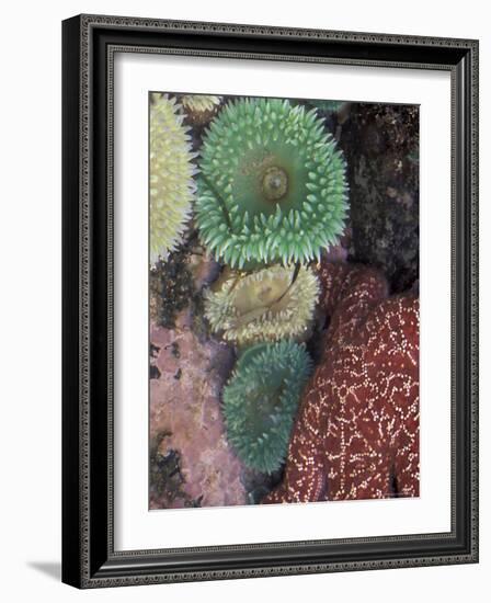 Green Sea Anemones and Sea Star on Rialto Beach, Olympic National Park, Washington, USA-null-Framed Photographic Print