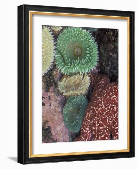 Green Sea Anemones and Sea Star on Rialto Beach, Olympic National Park, Washington, USA-null-Framed Photographic Print