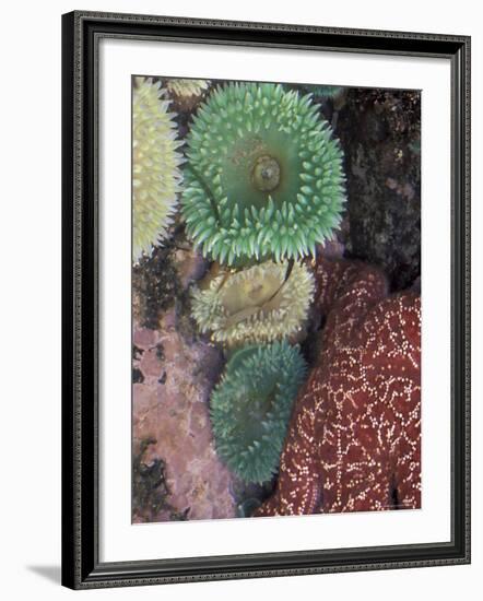 Green Sea Anemones and Sea Star on Rialto Beach, Olympic National Park, Washington, USA-null-Framed Photographic Print