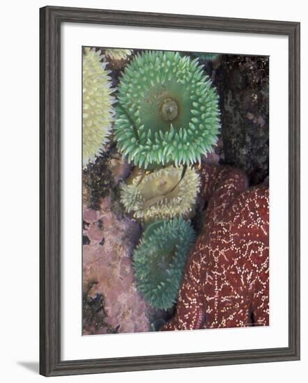 Green Sea Anemones and Sea Star on Rialto Beach, Olympic National Park, Washington, USA-null-Framed Photographic Print