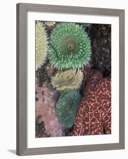 Green Sea Anemones and Sea Star on Rialto Beach, Olympic National Park, Washington, USA-null-Framed Photographic Print